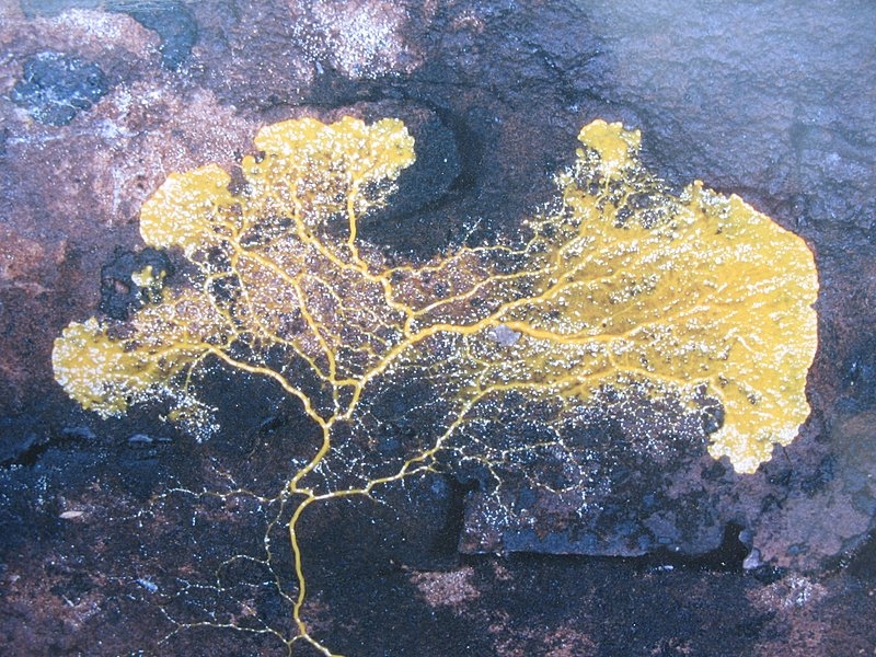 2008   Atelier myxo   Plasmode de badhamia 1